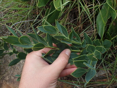 Rafnia elliptica