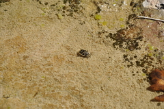 Leucocelina