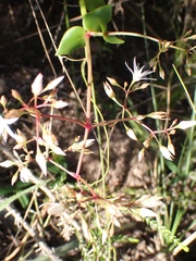 Crassula sarmentosa