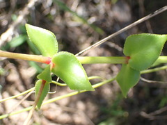 Crassula sarmentosa