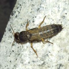 Staphylinidae