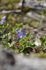 Viola sieheana