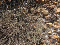 Eriocephalus capitellatus