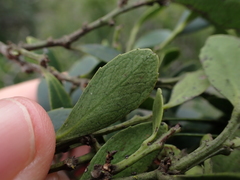 Robsonodendron eucleiforme