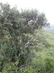 Robsonodendron eucleiforme