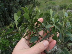 Robsonodendron eucleiforme