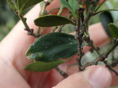 Robsonodendron eucleiforme