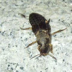 Staphylinidae