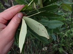 Brachylaena glabra