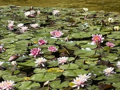 Nymphaea alba