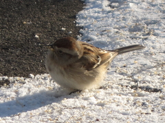 Spizelloides arborea