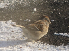 Spizelloides arborea