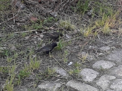 Sturnus vulgaris