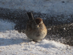 Spizelloides arborea