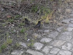 Sturnus vulgaris