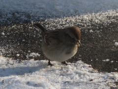 Spizelloides arborea