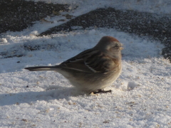 Spizelloides arborea