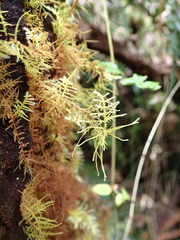 Thuidiopsis