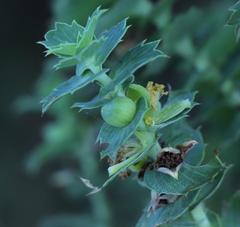 Cliffortia reniformis