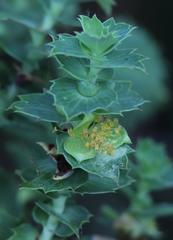 Cliffortia reniformis