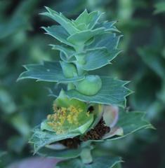 Cliffortia reniformis