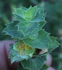 Cliffortia reniformis