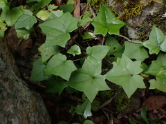 Senecio quinquelobus
