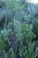 Cliffortia reniformis