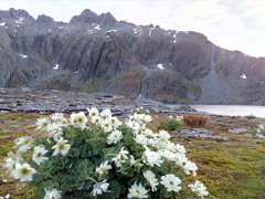 Ranunculus buchananii