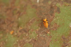 Promalactis procerella