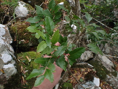 Smelophyllum capense