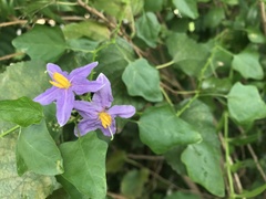 Solanum trilobatum