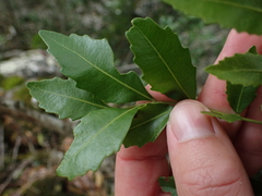 Smelophyllum capense