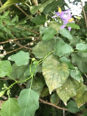 Solanum trilobatum