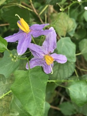 Solanum trilobatum