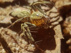 Oxyopes schenkeli