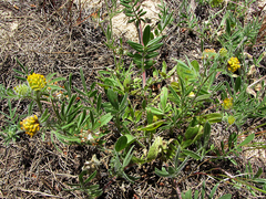 Anthyllis hamosa
