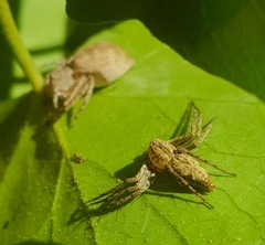 Oxyopes schenkeli