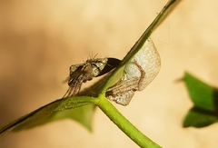 Oxyopes schenkeli
