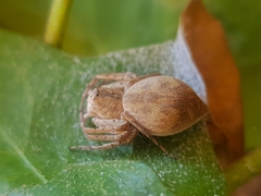 Oxyopes schenkeli