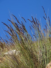 Elegia thyrsoidea