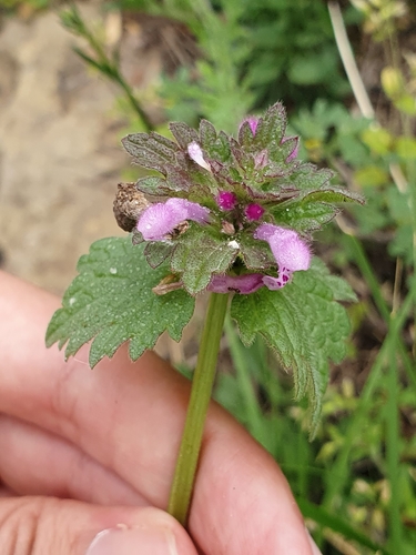 Lamium amplexicaule image