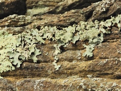 Parmotrema subtinctorium