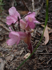 Harveya pauciflora