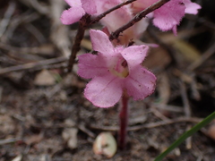 Harveya pauciflora