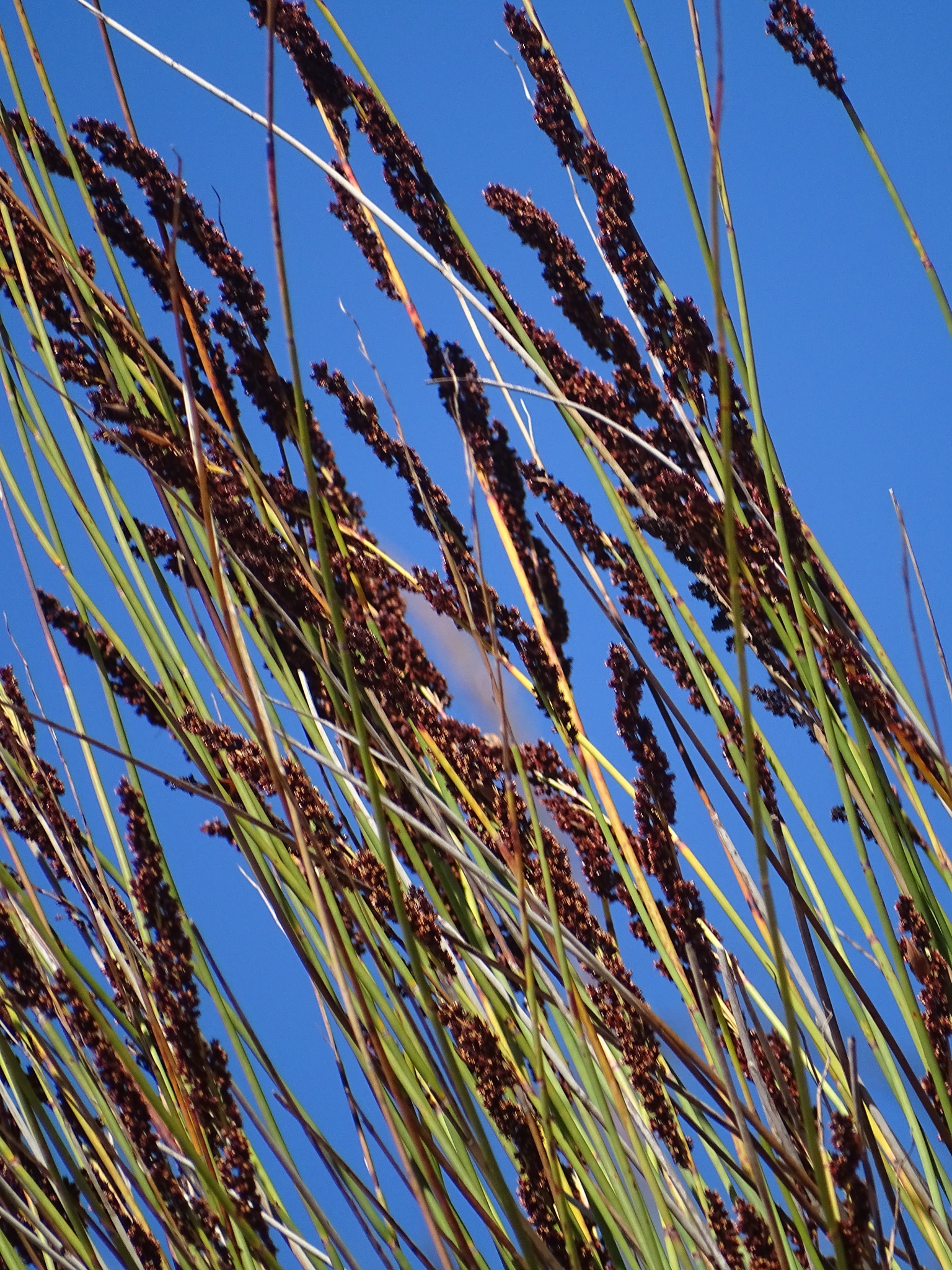 Restionaceae