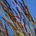 Restionaceae - Photo (c) Shaun Swanepoel, algunos derechos reservados (CC BY-NC-SA), subido por Shaun Swanepoel