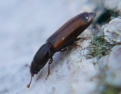 Rhizophagus fenestralis