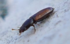 Rhizophagus fenestralis