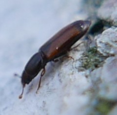 Rhizophagus fenestralis